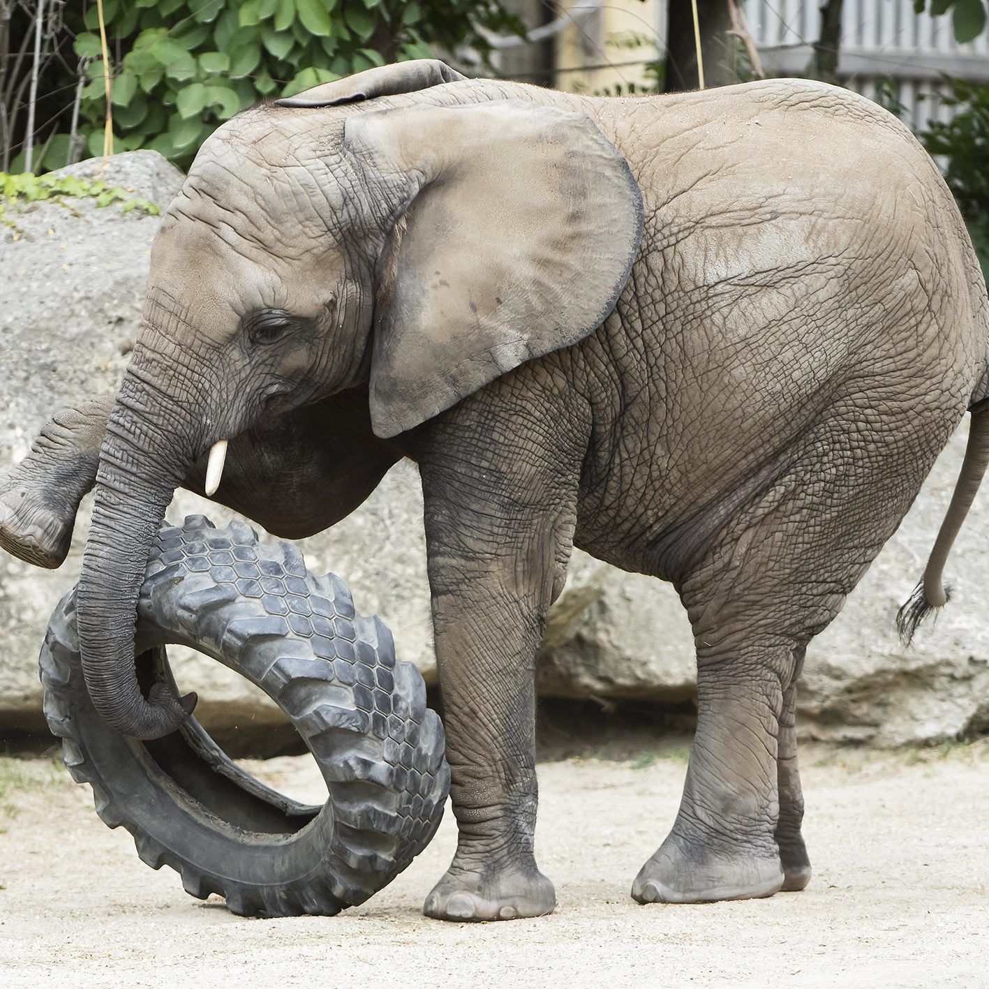 "Happy Birthday!" heißt es für Elefantin Iqhwa