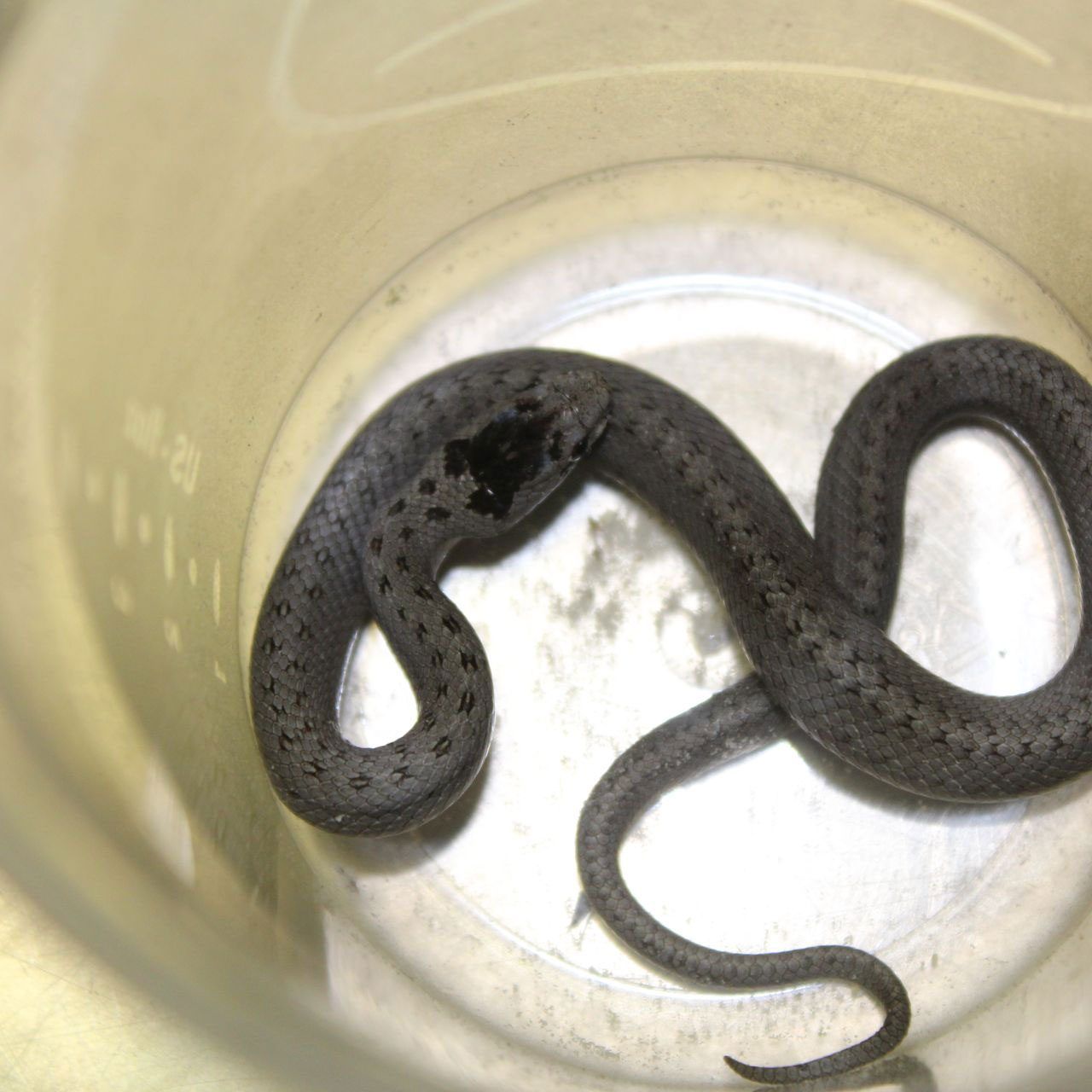 Die gefundene noch junge Ringelnatter