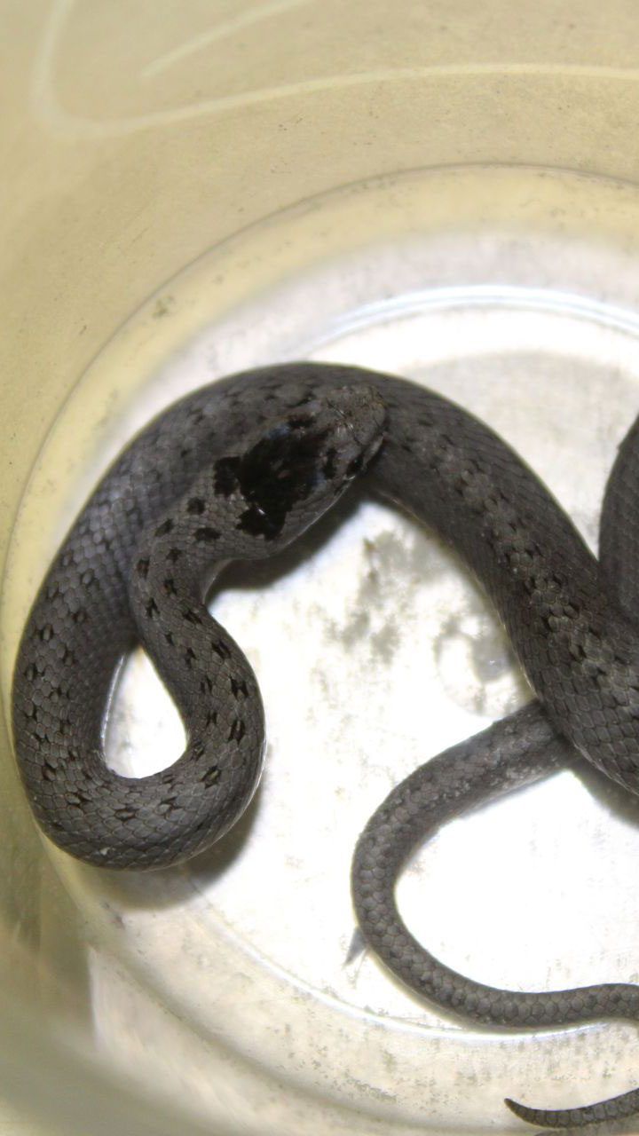 Die gefundene noch junge Ringelnatter