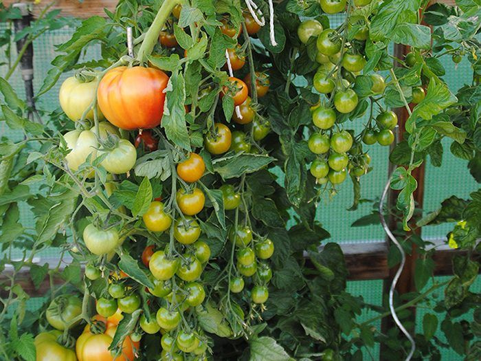 Ein Gutes Gartenjahr
