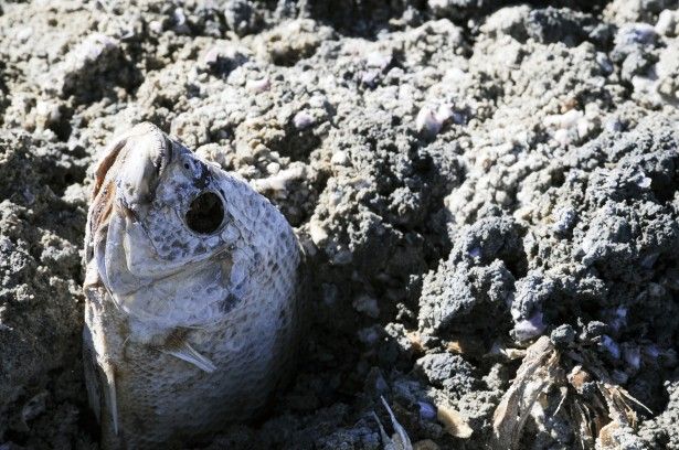 bombay-beach-dead-fish-at-salton-sea