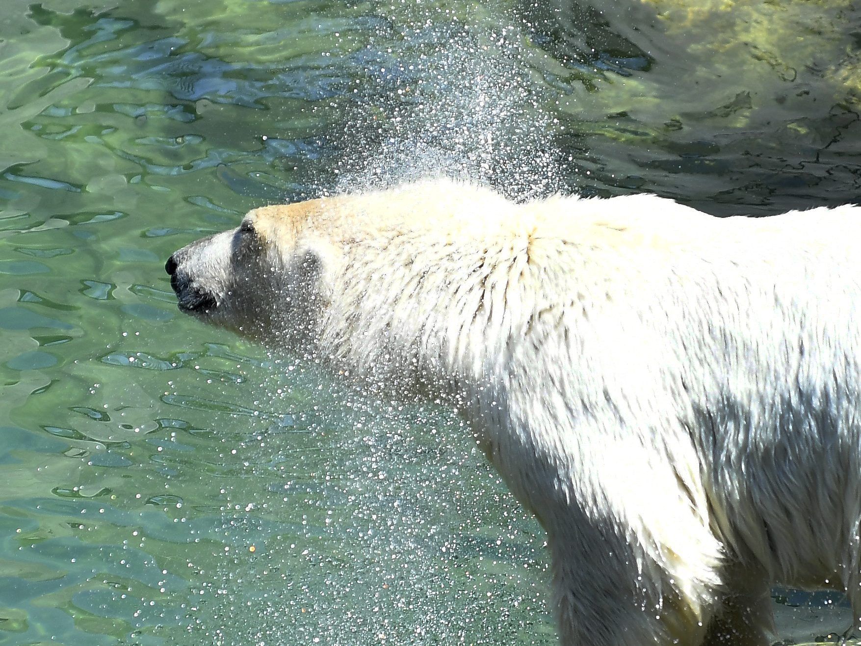 So kommen Sie am 25. August 2017 gratis in den Tiergarten Schönbrunn.