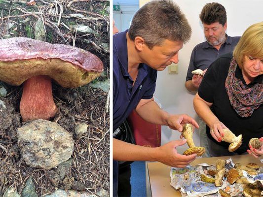 Welche Schwammerl sind genießbar? Experten helfen weiter Welche Schwammerl sind genießbar? Experten helfen weiter