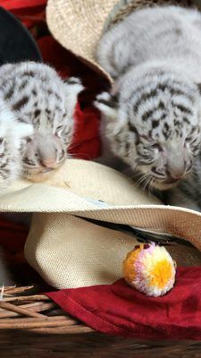 Baby-Boom im Weißen Zoo in Kernhof.