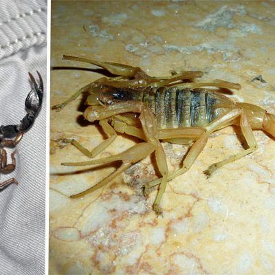 Es sind bereits einige Skorpione mit nach Wien gereist, berichtet das Haus des Meeres.