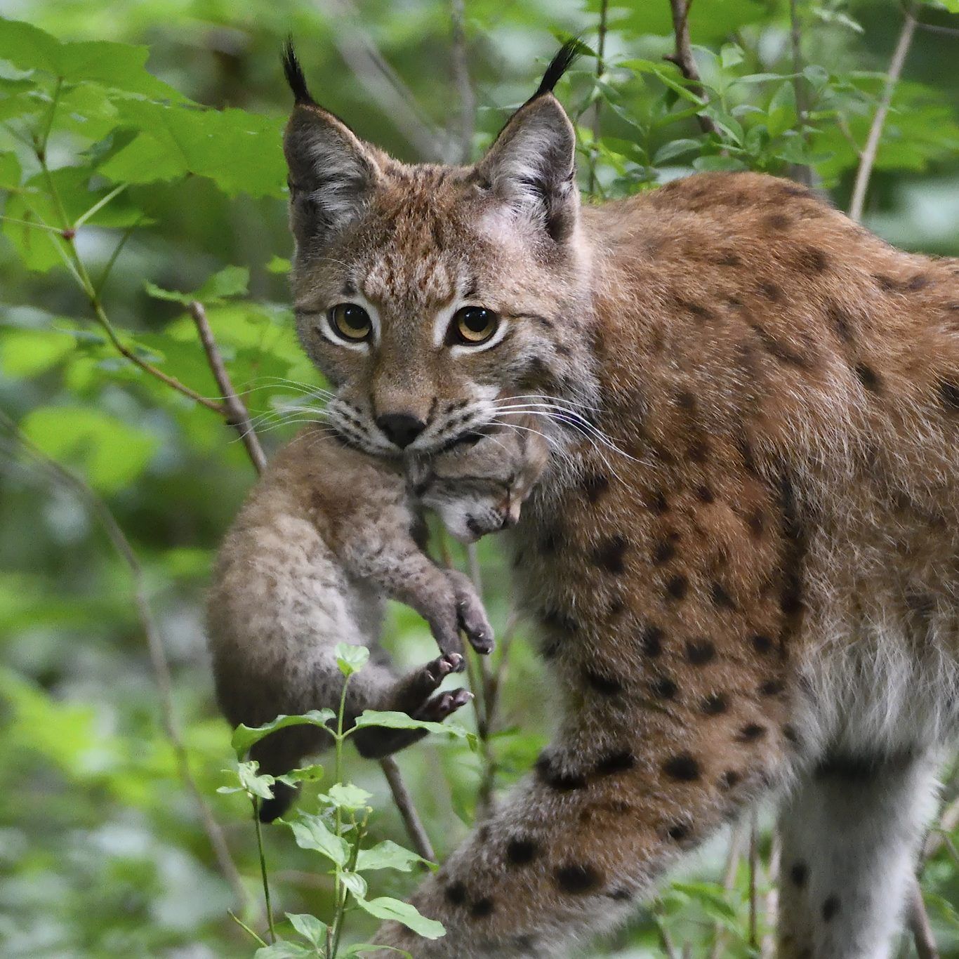Im Mai 2017 gab es Luchs-Nachwuchs im Wiener Tiergarten Schönbrunn.