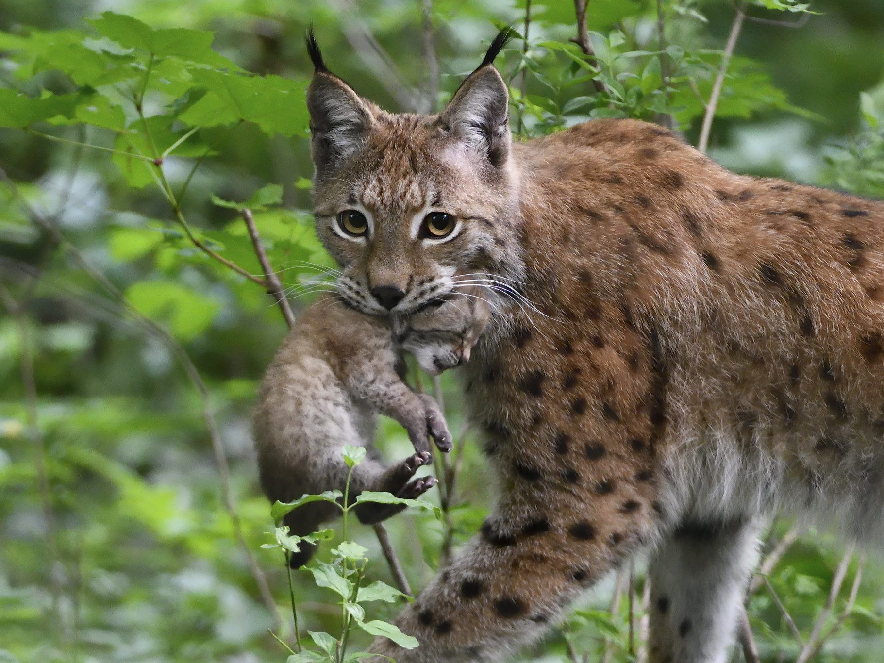 Im Mai 2017 gab es Luchs-Nachwuchs im Wiener Tiergarten Schönbrunn. Im Mai 2017 gab es Luchs-Nachwuchs im Wiener Tiergarten Schönbrunn.