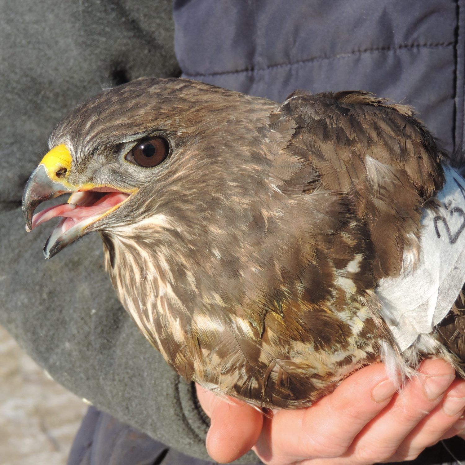 Einmal mehr wurde im Nordburgenland ein Mäusebussard angeschossen.