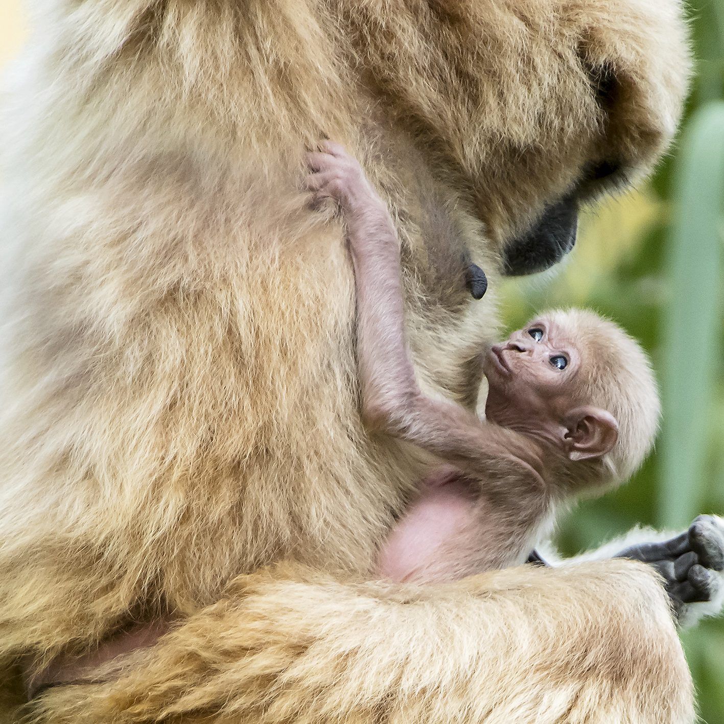 Nachwuchs im Tiergarten Schönbrunn.