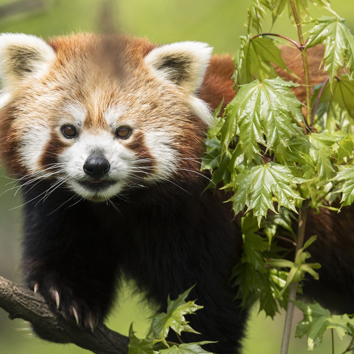 Die Roten Pandas werden in Schönbrunn gefeiert