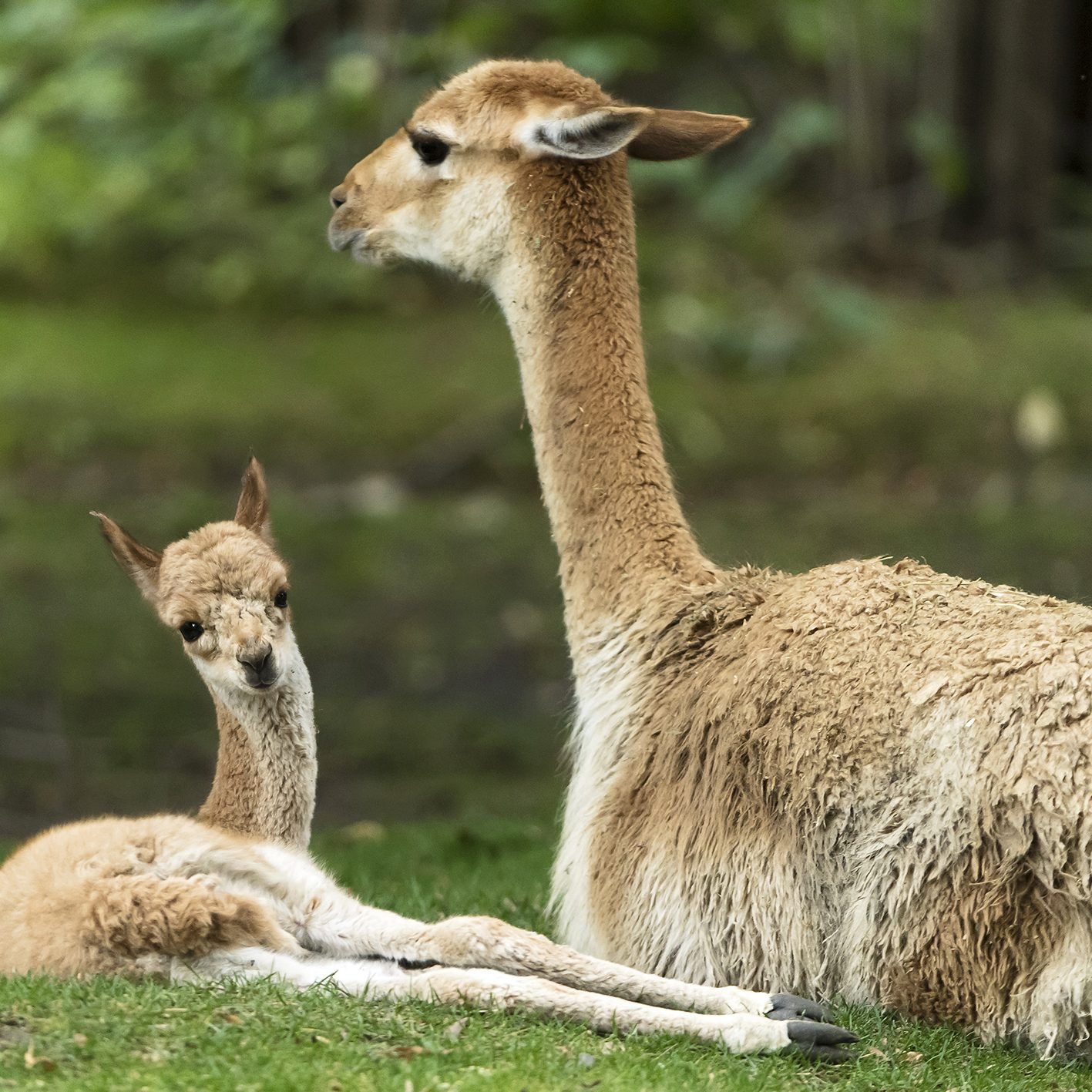 "Lino" ist im Tiergarten Schönbrunn bereits höchst aktiv