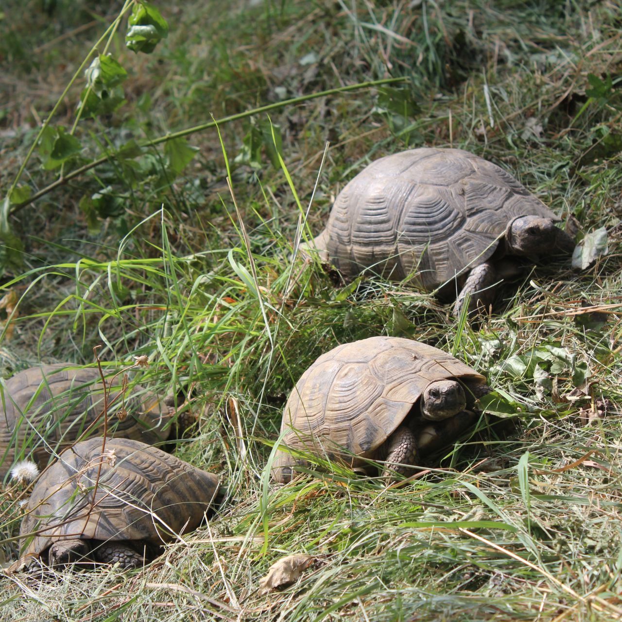 Die Schildkröten werden nun vom WTV versorgt
