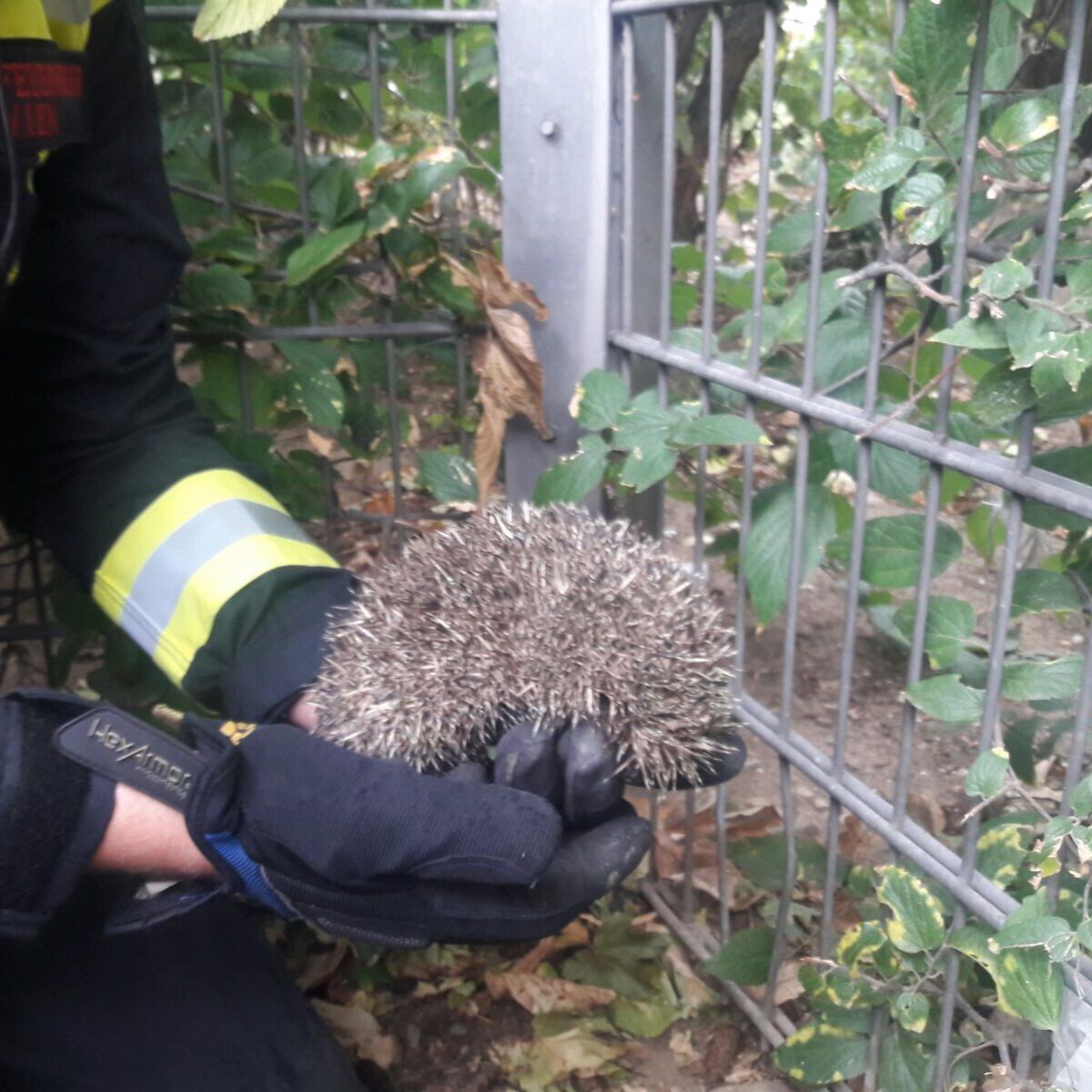 Dem Igel konnte aus seiner Zwangslage geholfen werden