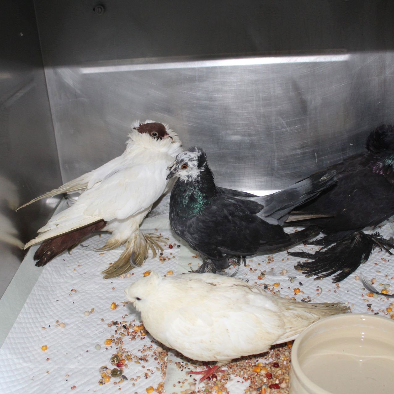 Diese Zuchttauben wurden einfach auf der Bundesstraße sich selbst überlassen