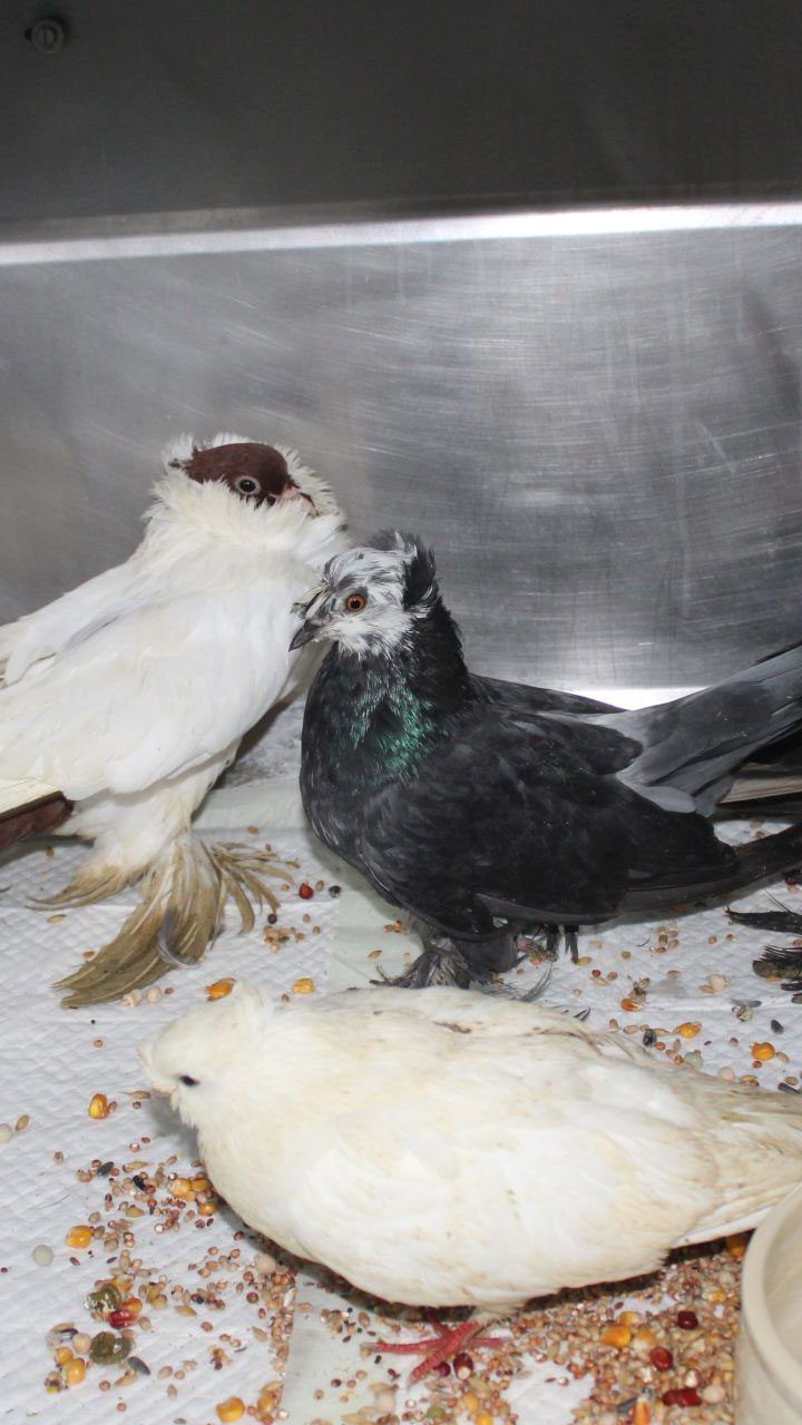 Diese Zuchttauben wurden einfach auf der Bundesstraße sich selbst überlassen