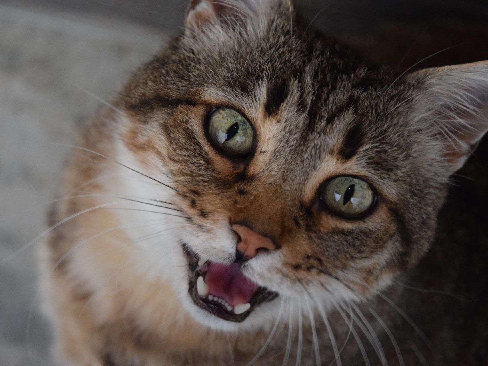 Einem maunzenden Kater hat ein Mann aus München sein Leben zu verdanken.