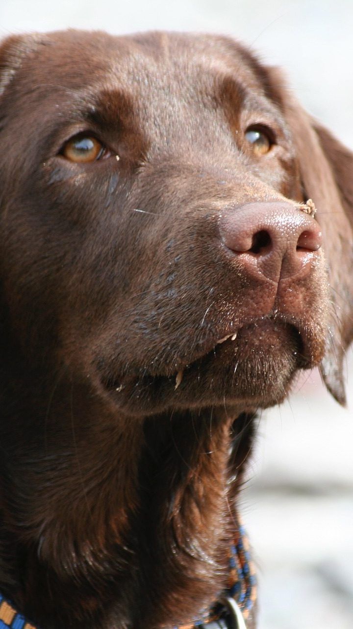 Diabetikerwarnhund "Tyson" erkennt Blutzuckerveränderung am Geruch