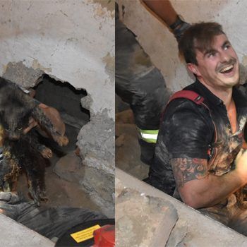 In Wien-Simmering rettete die Feuerwehr eine Katze aus der misslichen Lage.