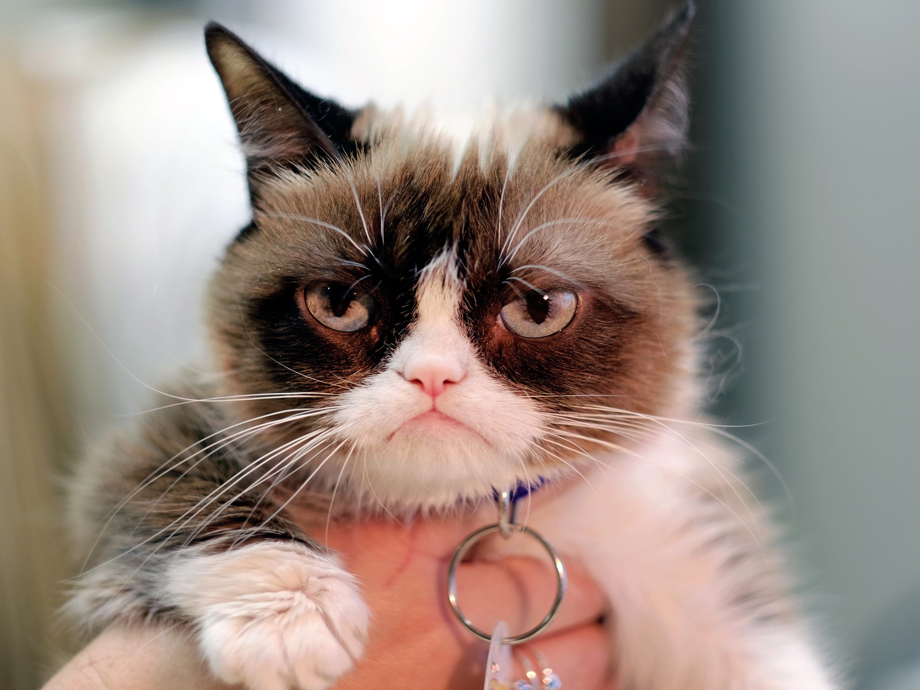 Grumpy Cat war gestern - hier kommt Grumpy Baby.