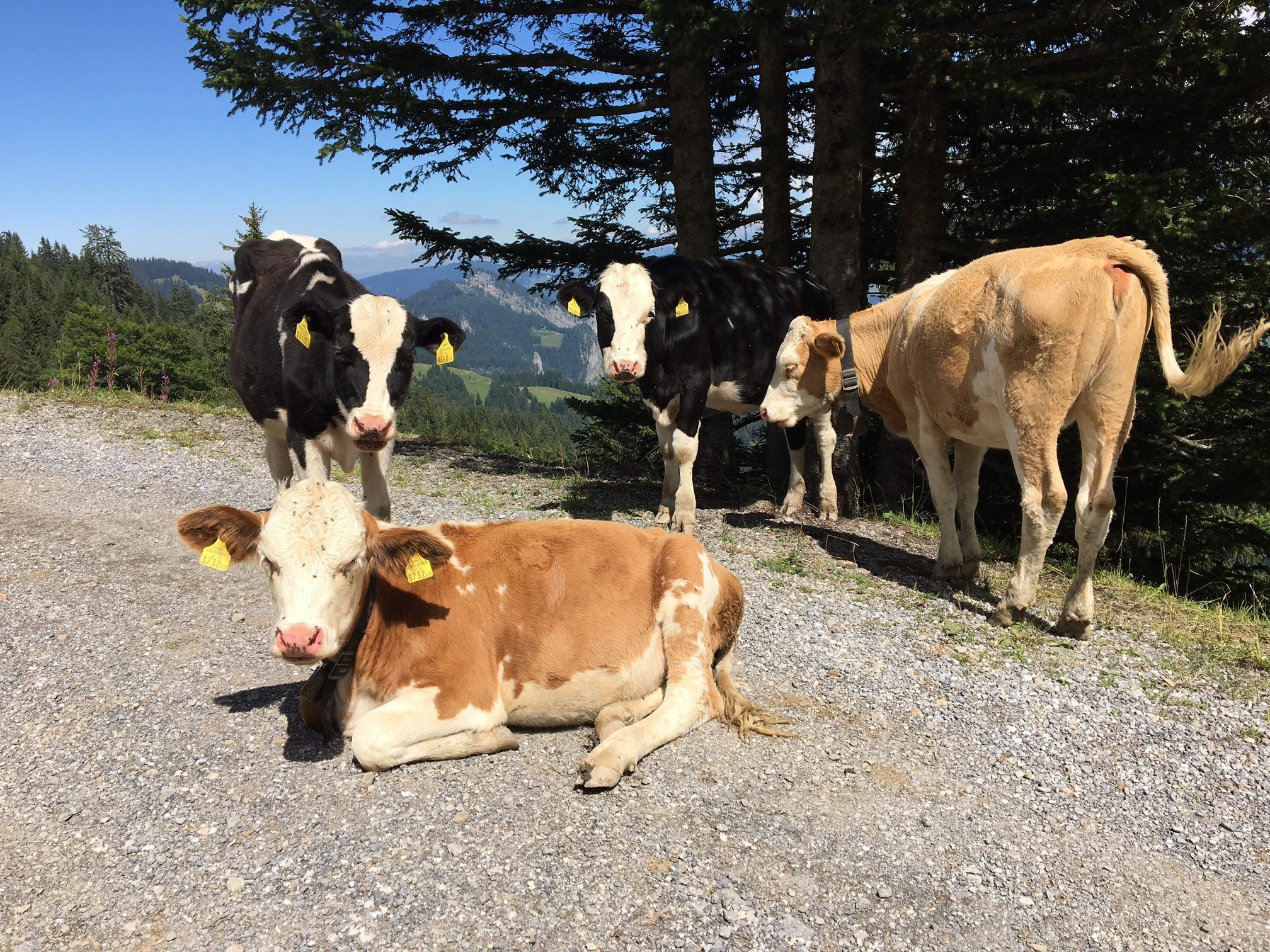 Alpe Hohe Kugel im August 2017.