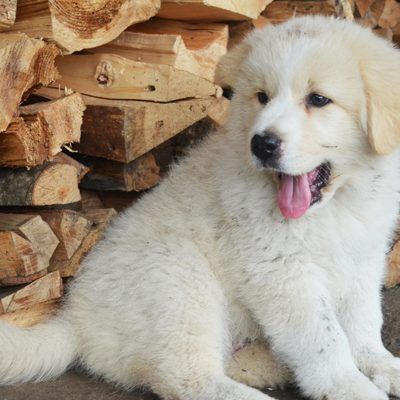 Wisst ihr alles über Hunde?