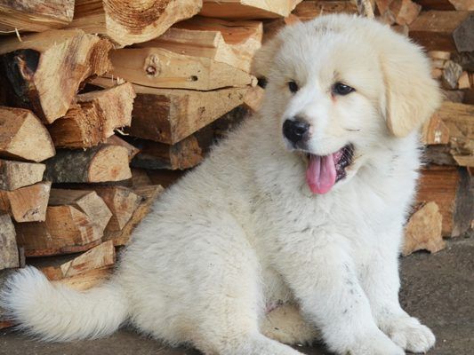 Wisst ihr alles über Hunde? Wisst ihr alles über Hunde?