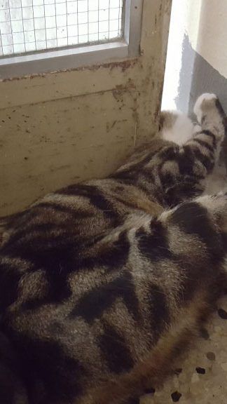Diese Katze hatte sich in Wien-Favoriten in eine missliche Lage gebracht