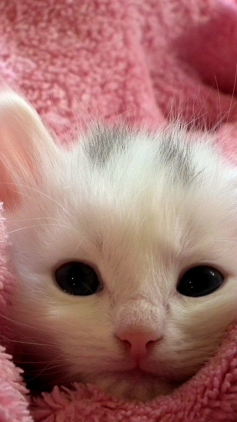 In Wien findet die 1. Katzenausstellung der Herzen statt