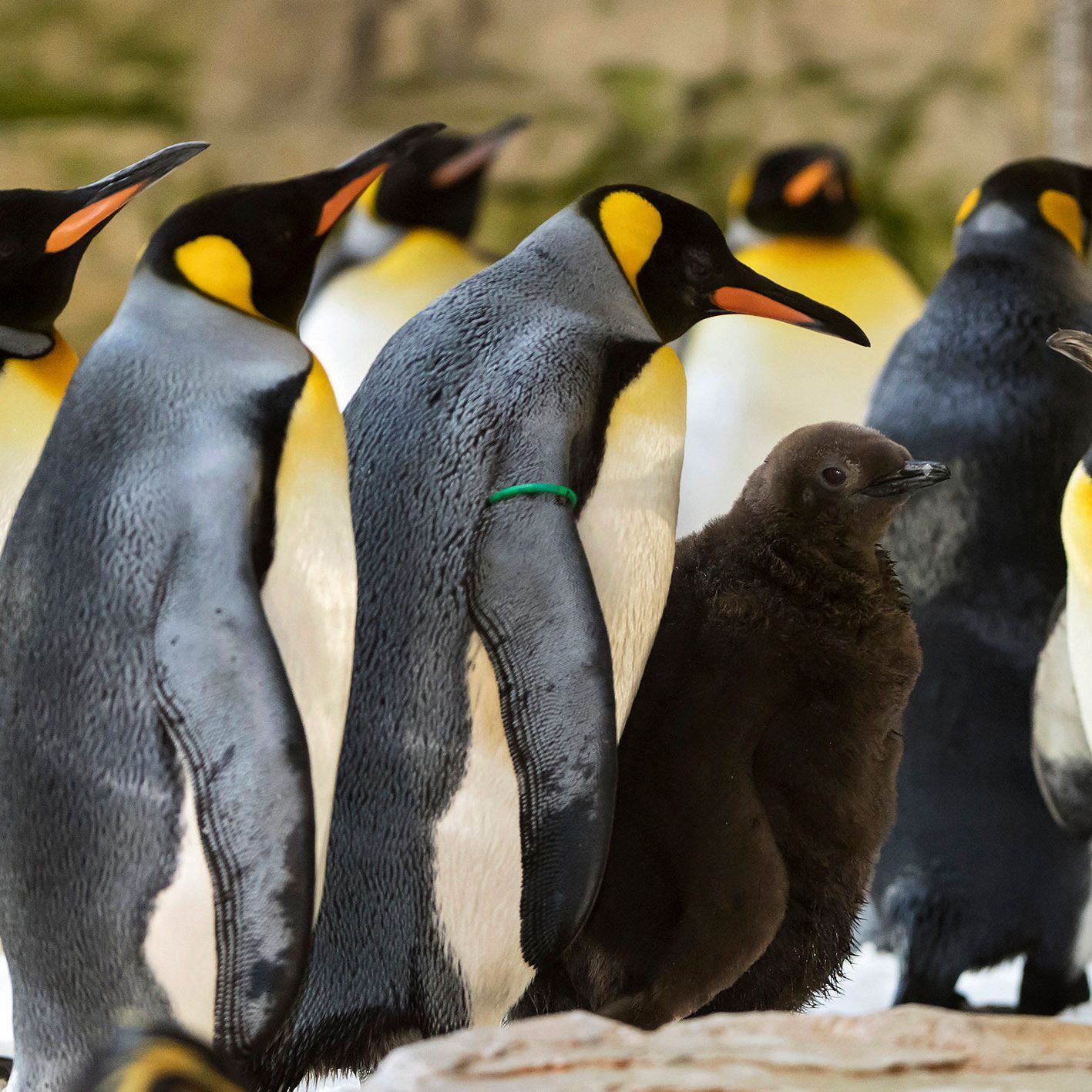 Das flauschige Pinguin-Kuken wirkt neben den Artgenossen in Schönbrunn etwas fremd