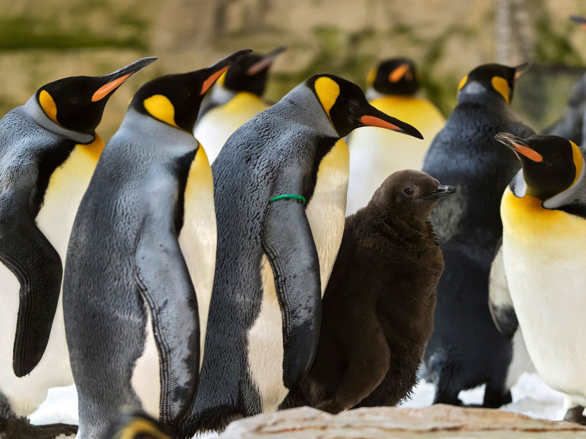 Das flauschige Pinguin-Kuken wirkt neben den Artgenossen in Schönbrunn etwas fremd