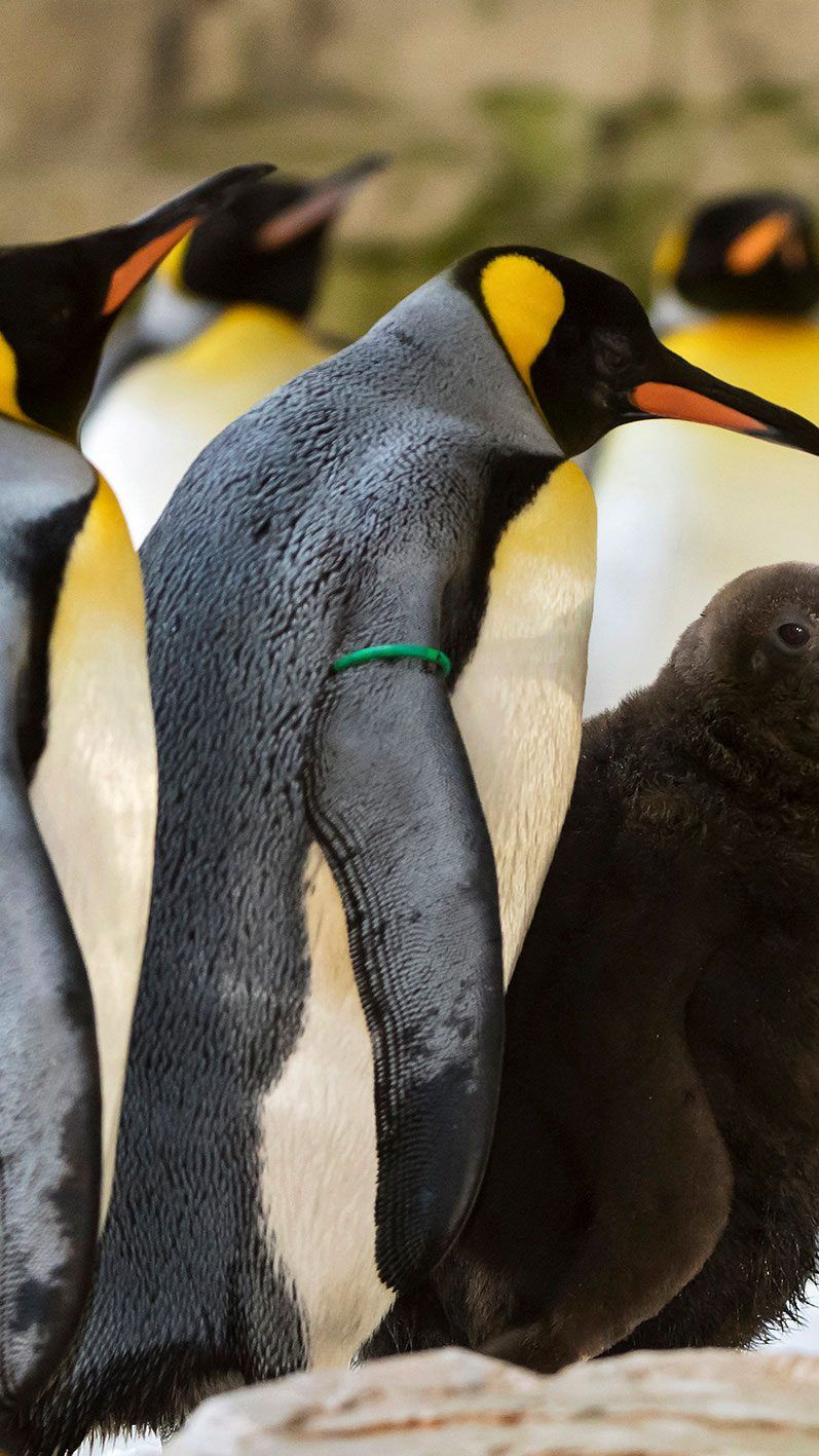 Das flauschige Pinguin-Kuken wirkt neben den Artgenossen in Schönbrunn etwas fremd