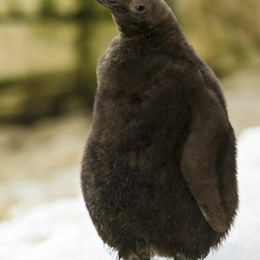 Das Pinguinküken sieht aus wie ein brauner, flauschiger Ball.