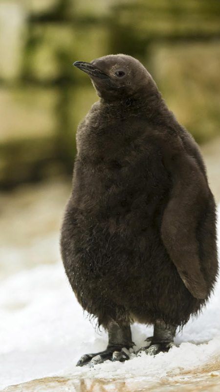 Das Pinguinküken sieht aus wie ein brauner, flauschiger Ball.