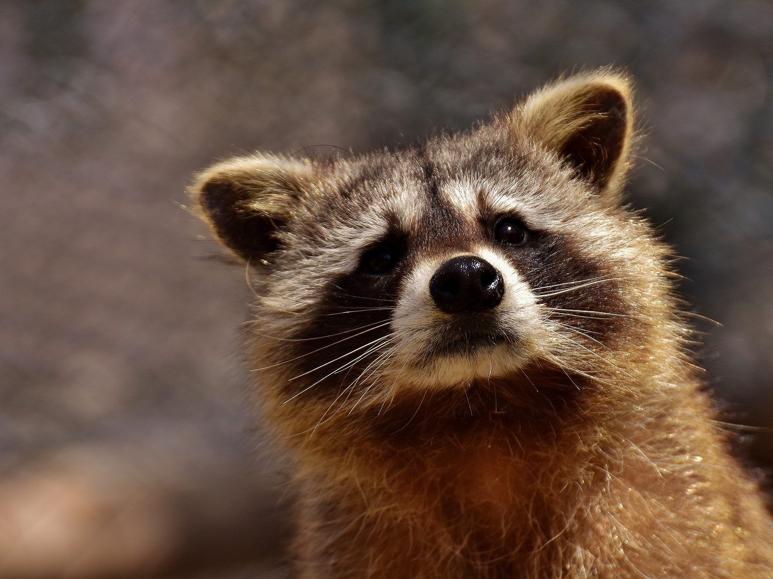 Ein betrunkener Waschbär sorgte für Trubel.