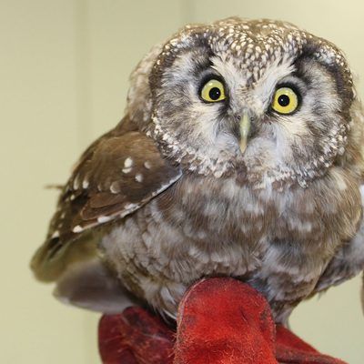 Ein seltener Raufußkauz wurde leicht verletzt in NÖ gefunden.