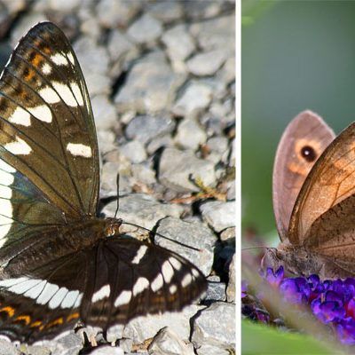 Der stark gefährdete Großer Eisvogel (l.) und ein Großes Ochsenauge
