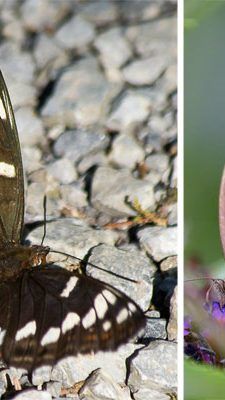 Der stark gefährdete Großer Eisvogel (l.) und ein Großes Ochsenauge