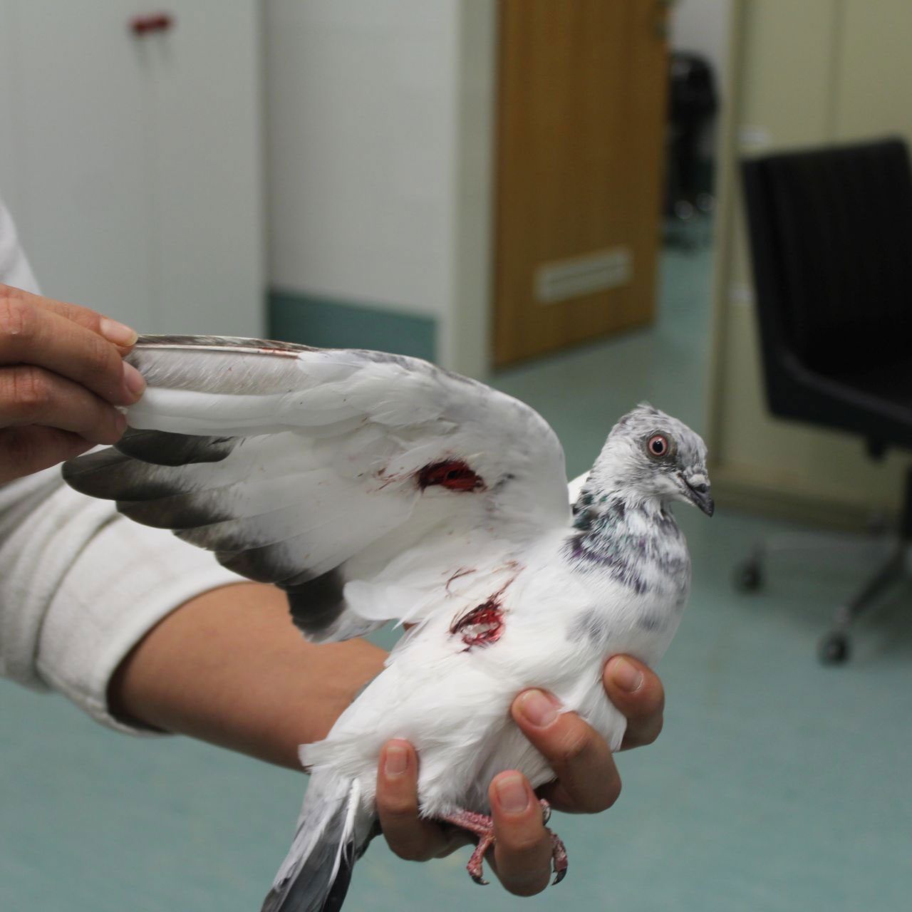 Die Brieftaube hatte ein Projektil im Flügel