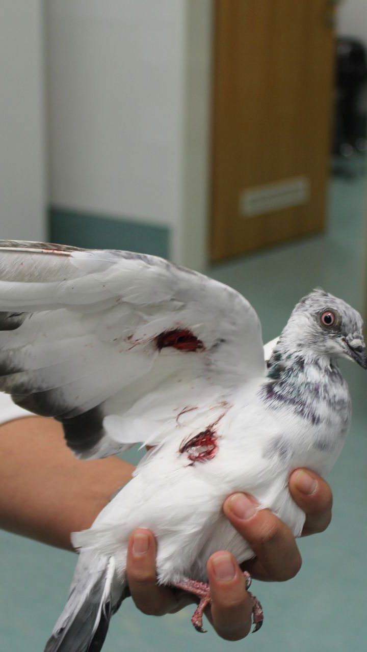 Die Brieftaube hatte ein Projektil im Flügel