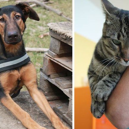 Beim Tag der offenen Tür warten viele Highlights auf Tierfreunde