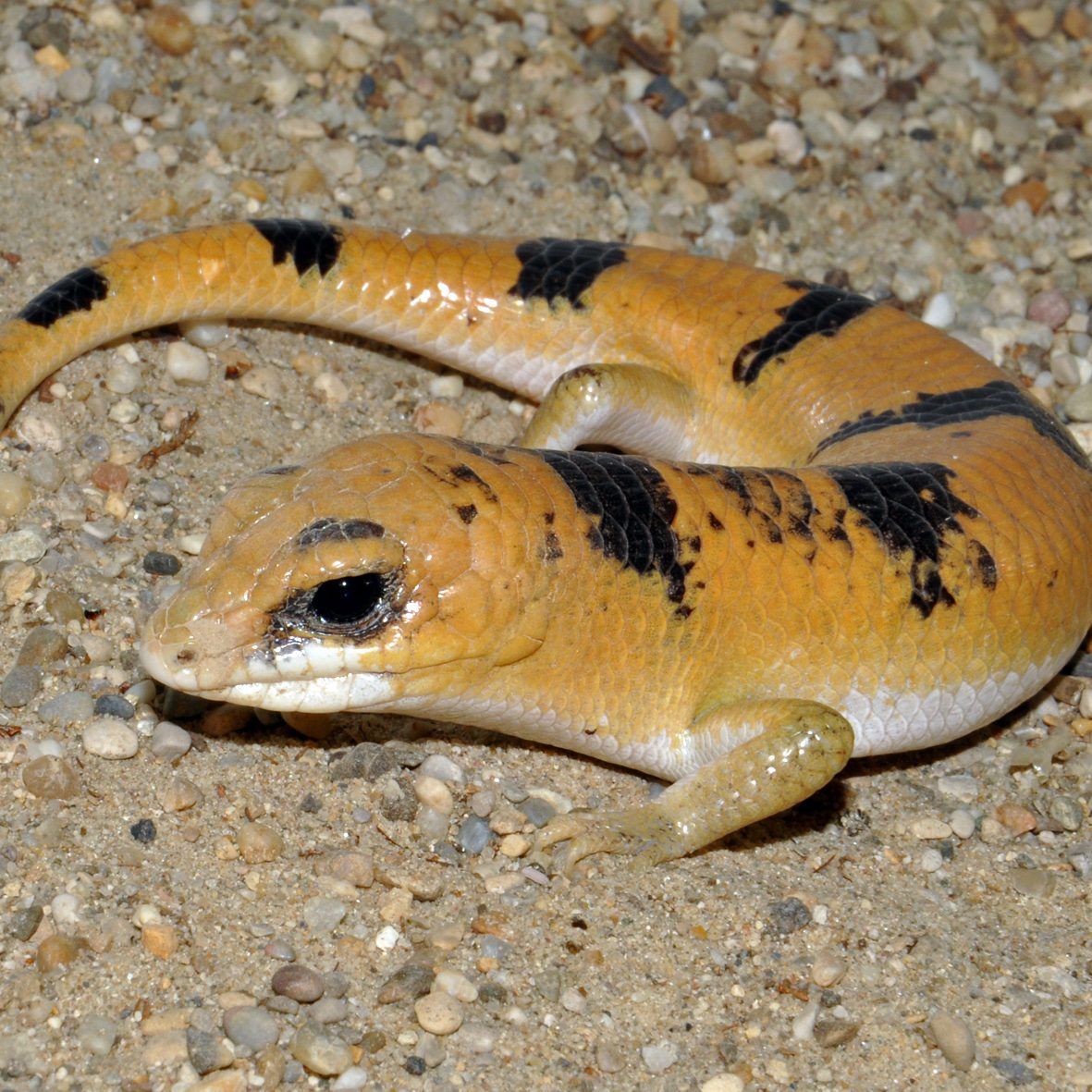 Dieser Scincopus – der Tunesische Nachtskink – ist ganz neu im Haus des Meeres
