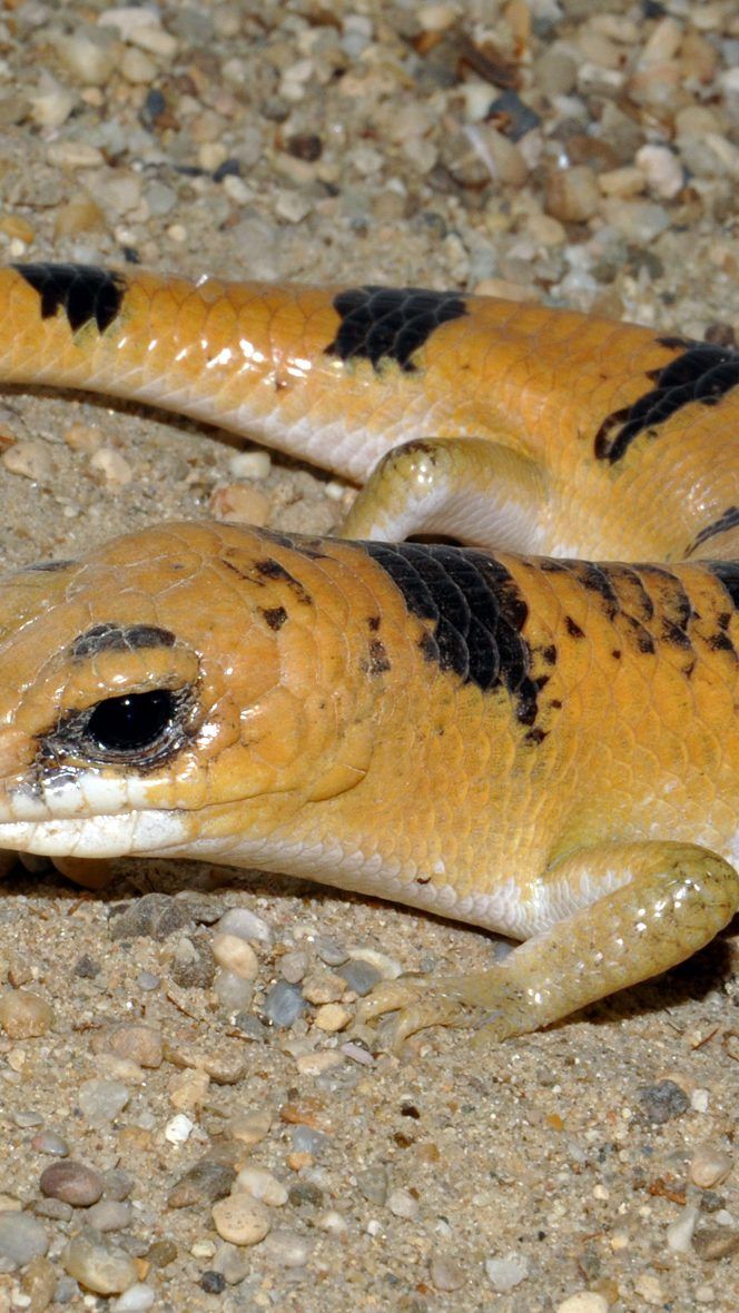 Dieser Scincopus – der Tunesische Nachtskink – ist ganz neu im Haus des Meeres