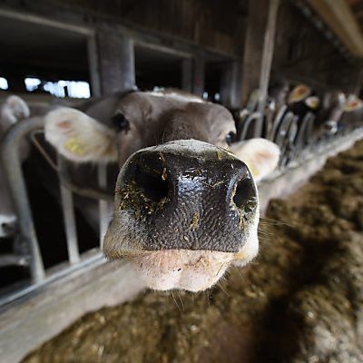Milchbauern wollen Schutz vor Gefahr einer neuerliche Krise