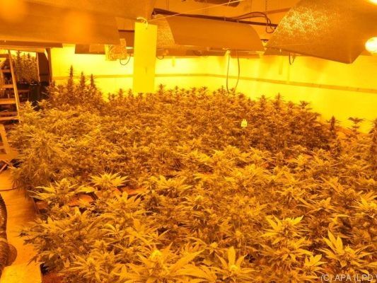 Bei weichen Drogen wie Cannabis sollte nicht sofort bestraft werden