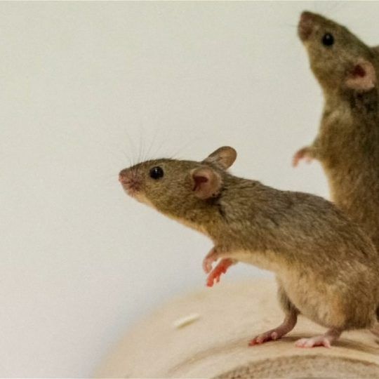 Ein Wiener Forschungsteam hat das für Menschen nicht wahrnehmbare Gezwitscher der Nager mit einem Ultraschallmikrofon hörbar gemacht. Nun wollen sie herausfinden, warum die Tiere singen.