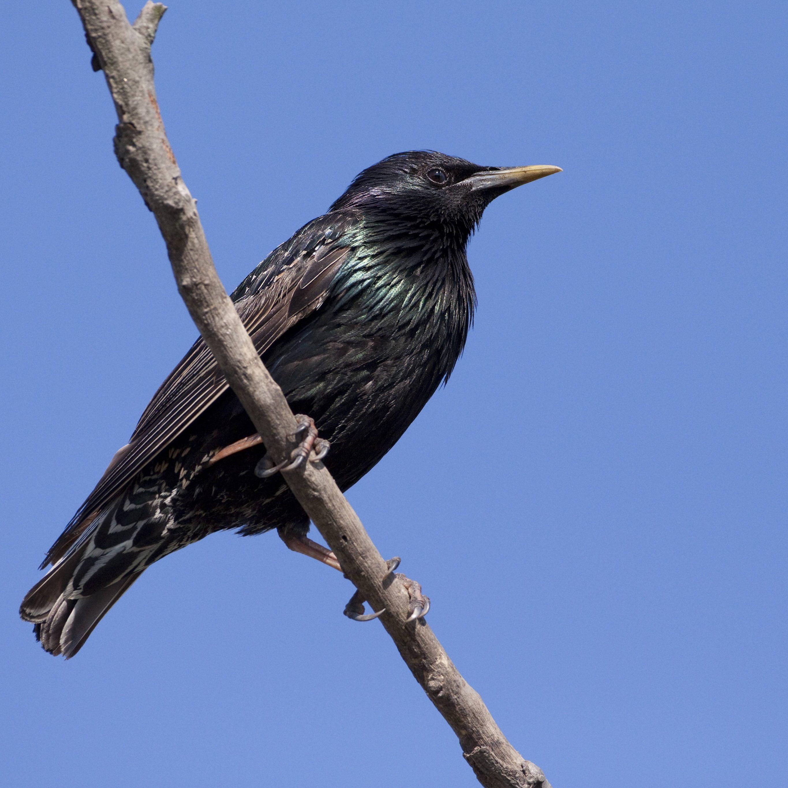Der Star gilt als Vogel des Jahres 2018