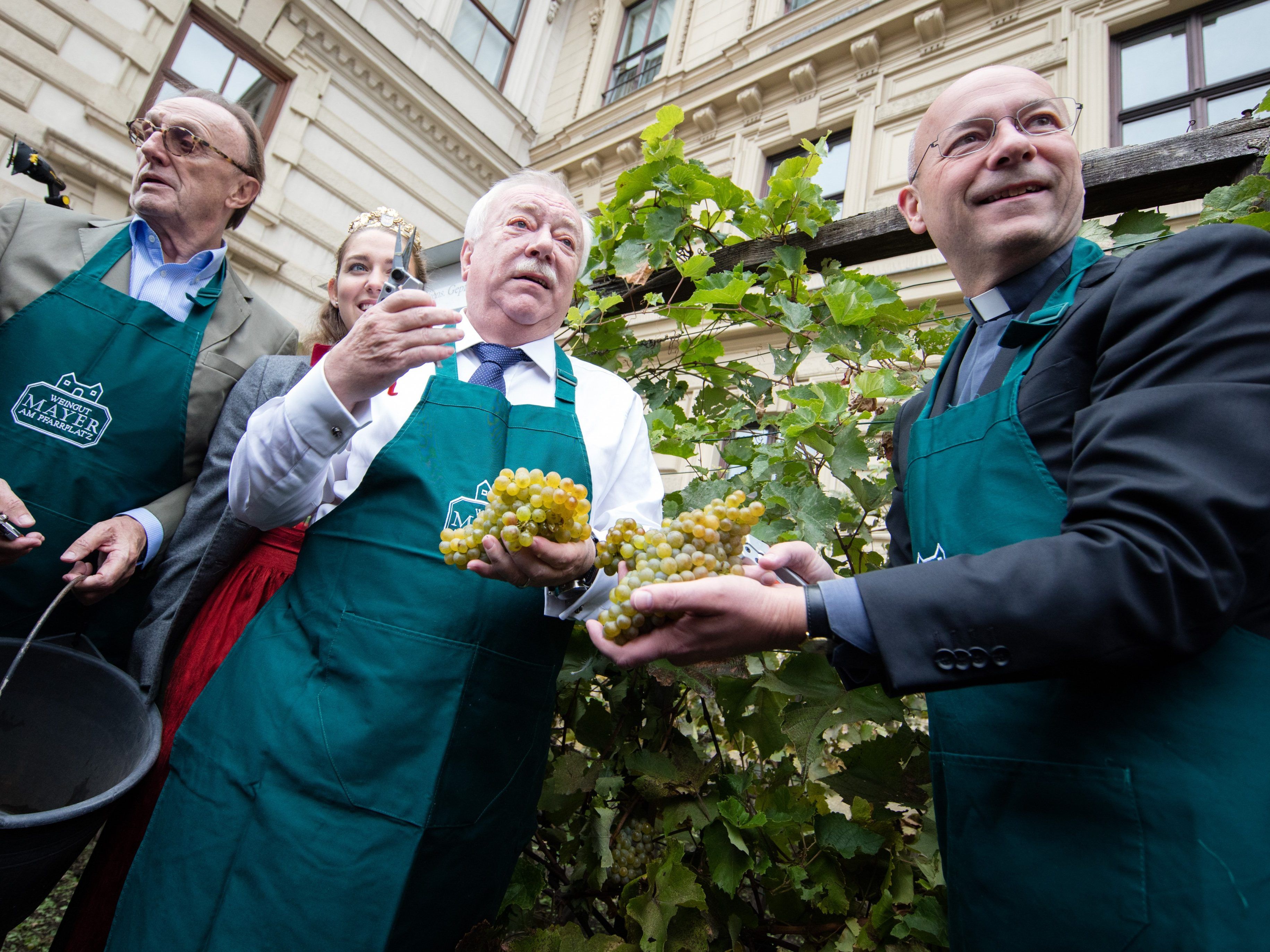 Bei der heurigen Weinleseaktion im kleinsten Weingarten Wiens am Schwarzenbergplatz Bei der heurigen Weinleseaktion im kleinsten Weingarten Wiens am Schwarzenbergplatz