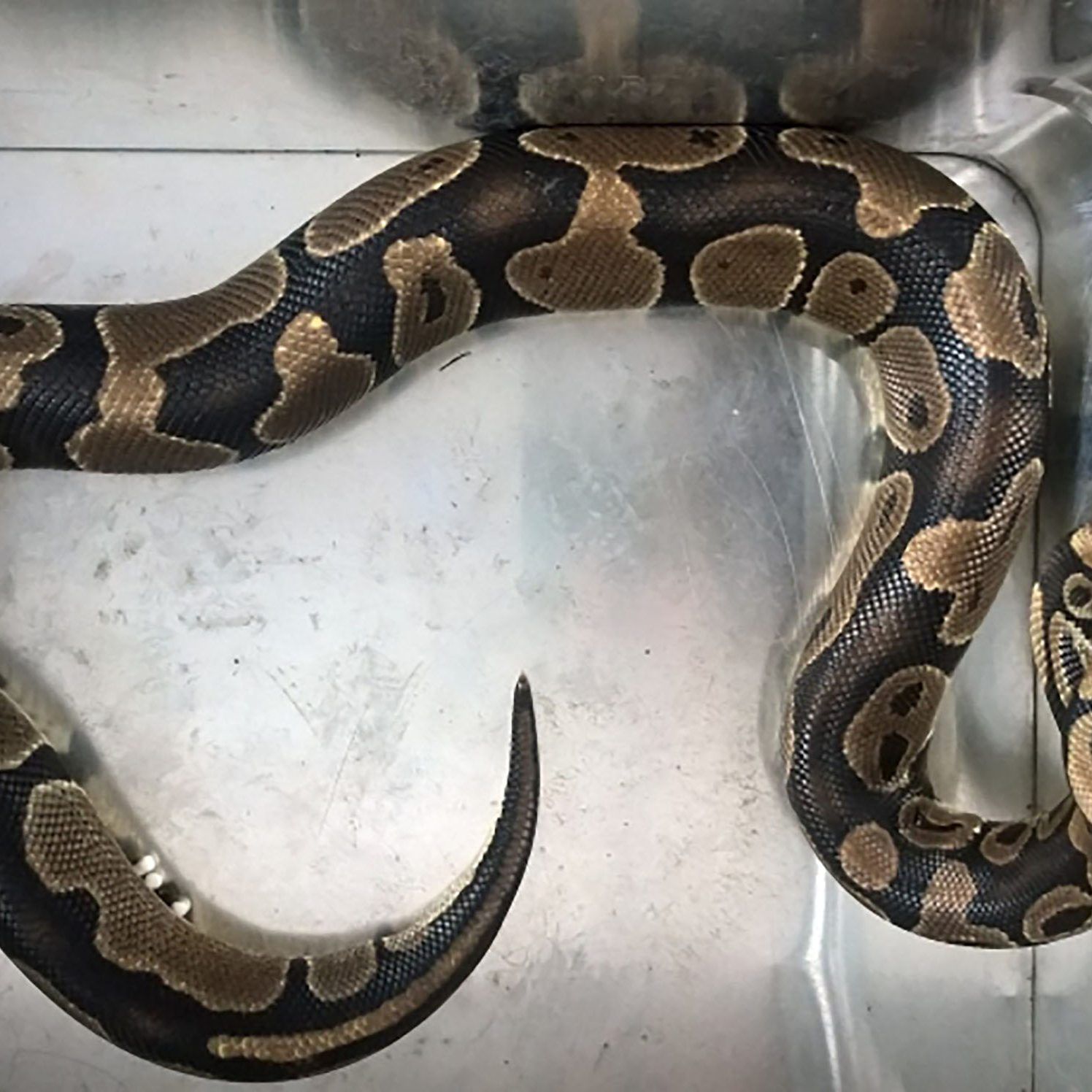 Die Wiener Berufsfeuerwehr fing diese Königspython ein