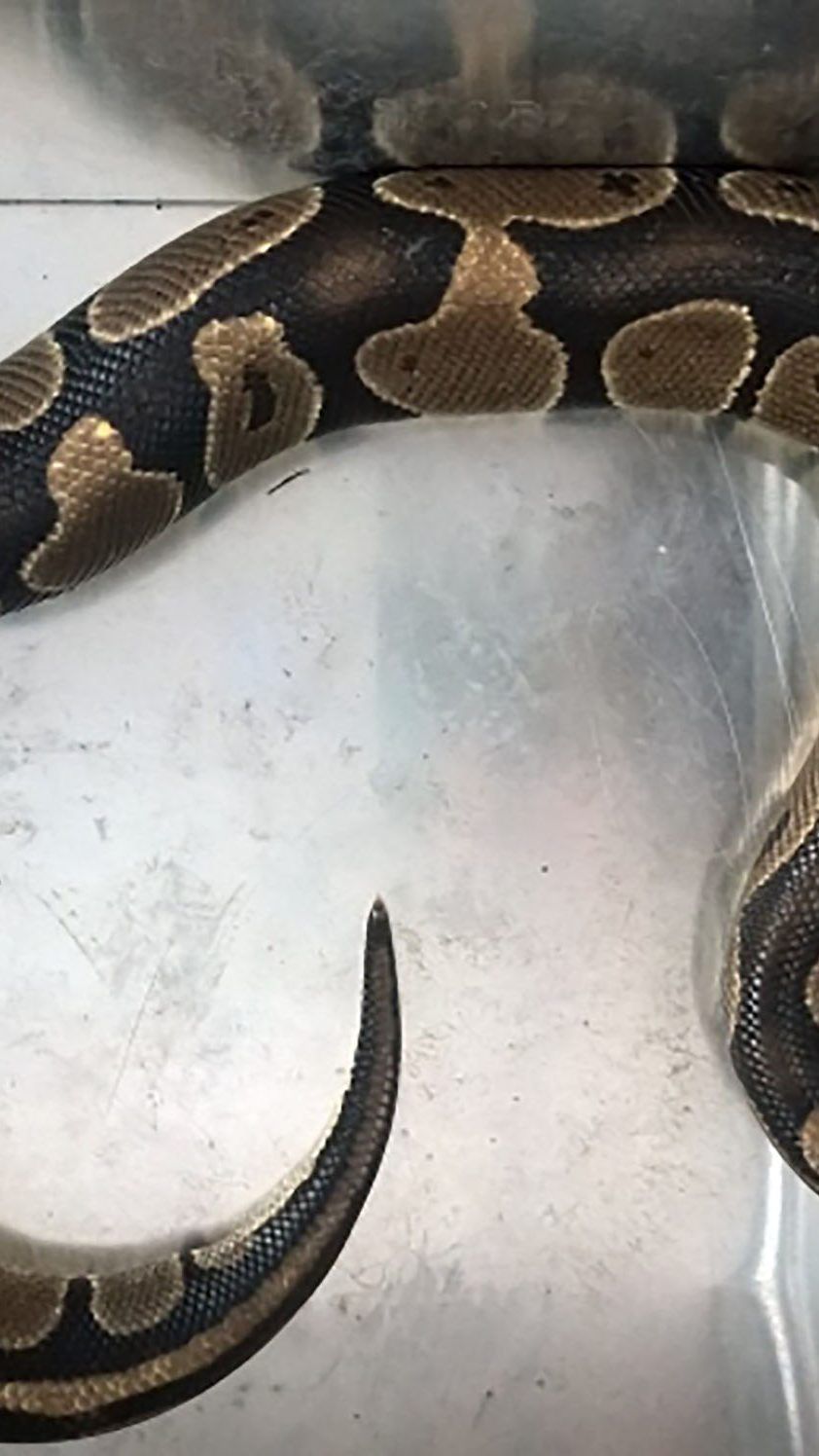 Die Wiener Berufsfeuerwehr fing diese Königspython ein