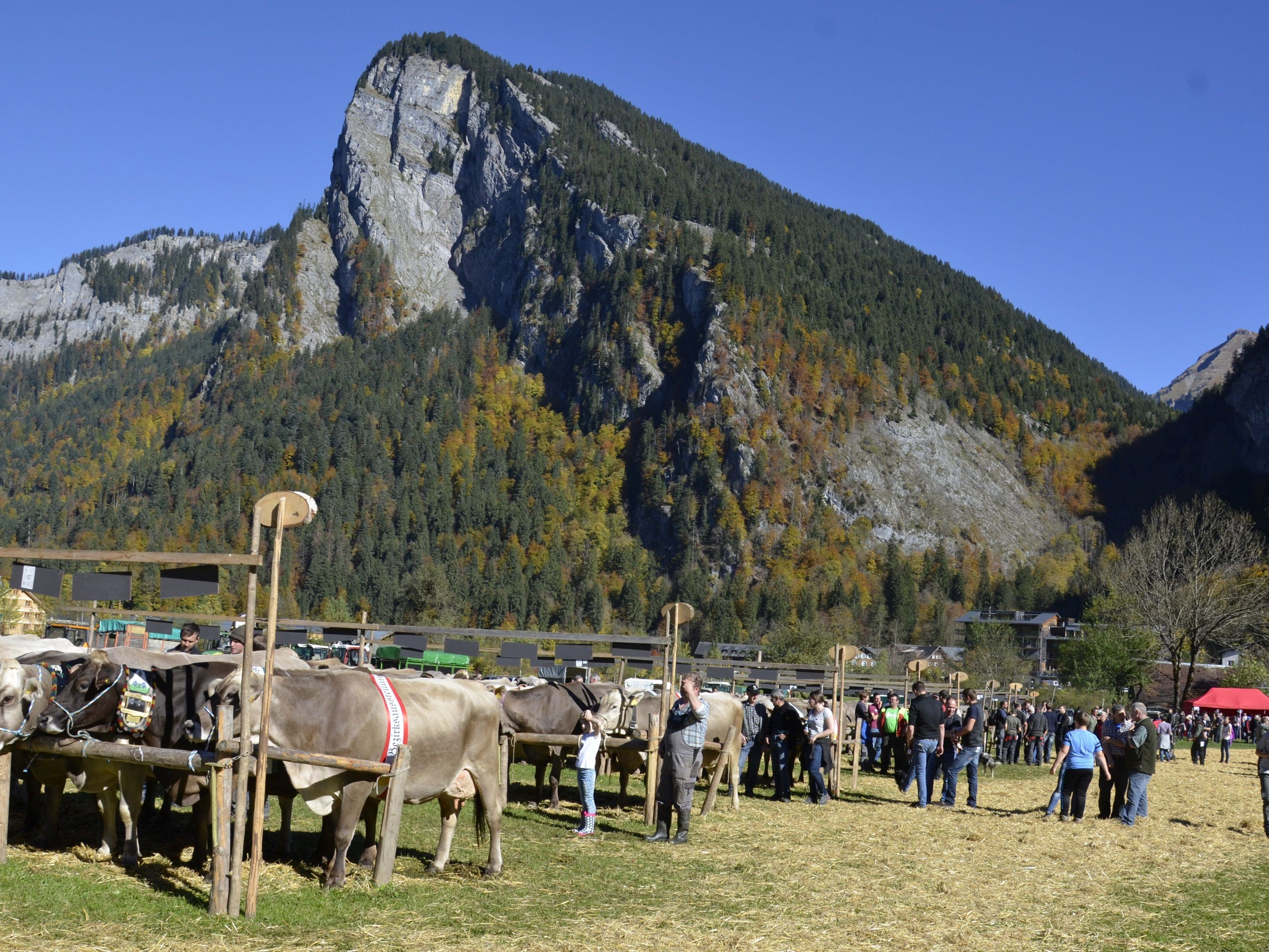 Viehaustellung Au Viehaustellung Au